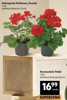 Delikatesy Centrum Sansevieria Twist średnica doniczki 8,5cm oferta