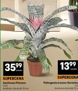 Delikatesy Centrum Aechmea Primera 1 szt. średnica doniczki 15 cm oferta