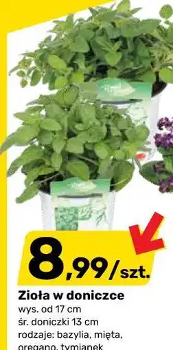 Bricomarche Zioła w doniczce oferta