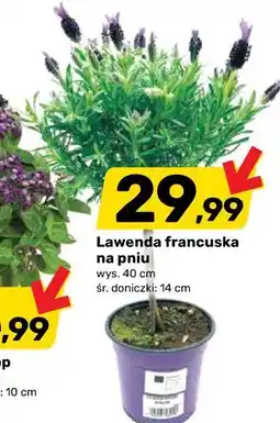Bricomarche Lawenda francuska na pniu oferta