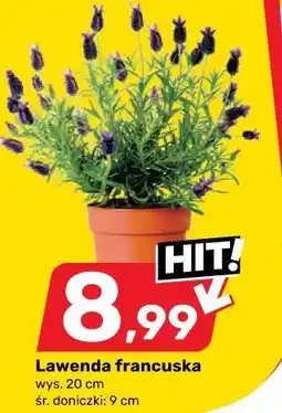 Bricomarche Lawenda francuska oferta
