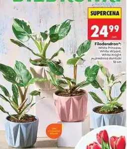 Biedronka Filodendron oferta