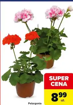 Carrefour Pelargonia oferta
