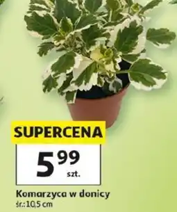 Auchan Komarzyca w donicy oferta