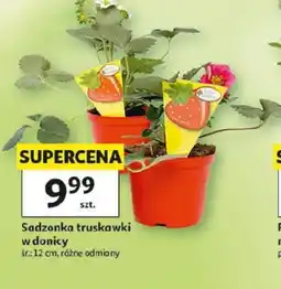 Auchan Sadzonka truskawki w donicy oferta