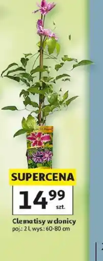 Auchan Clematisy w donicy oferta
