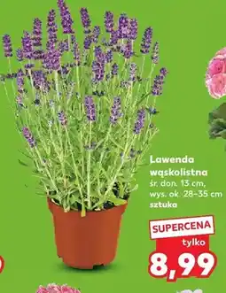 Kaufland Lawenda wąskolistna śr. don. 13cm wys. ok. 28-35cm oferta