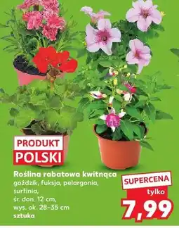 Kaufland Roślina rabatowa kwitnąca surfinia śr. don. 12cm wys. ok. 28-35cm oferta
