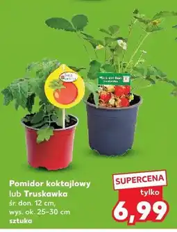 Kaufland Truskawka śr. don. 12cm wys. ok. 25-30cm oferta