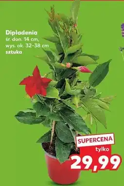 Kaufland Dipladenia śr. don. 14cm wys. ok. 32-38cm oferta