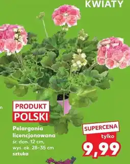 Kaufland Pelargonia licencjonowana śr. don. 12cm wys. ok. 28-35cm oferta
