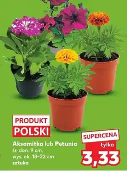 Kaufland Petunia śr. don. 9cm wys. ok. 18-22cm oferta