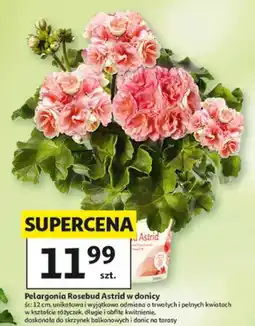 Auchan Pelargonia Rosebud Astrid w donicy oferta
