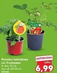 Kaufland Pomidor koktajlowy lub Truskawka oferta