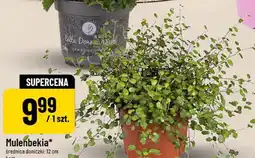 Polomarket Mulenbekia oferta