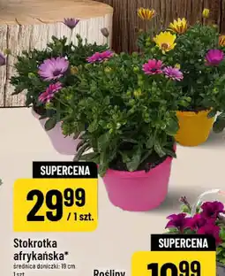 Polomarket Stokrotka afrykańska oferta