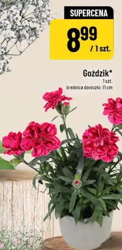 Polomarket Goździk oferta