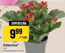 Polomarket Kalanchoe oferta