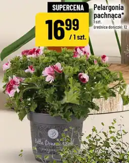 Polomarket Pelargonia pachnąca oferta