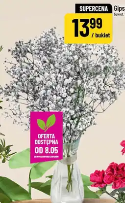 Polomarket Gipsówki oferta