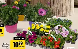 Polomarket Rośliny rabatowe oferta