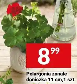 Twój Market Pelargonia zonale doniczka 11cm oferta
