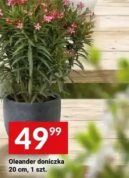 Twój Market Oleander doniczka 20cm oferta