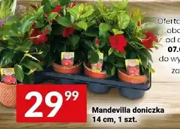 Twój Market Mandevilla doniczka 14cm oferta