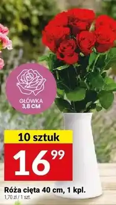Twój Market Róża cięta 40cm oferta