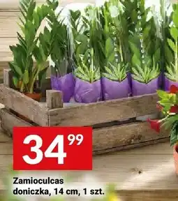 Twój Market Zamioculcas doniczka 14cm oferta