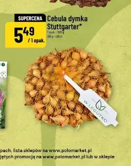 Polomarket Cebula dymka Stuttgarter W.Legutko oferta