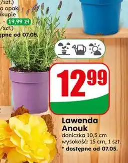 Dino Lawenda Anouk doniczka 10,5cm wysokość 15cm oferta