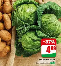 Dino Kapusta młoda oferta