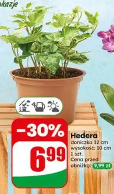 Dino Hedera doniczka 12cm wysokość 10cm oferta