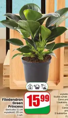 Dino Filodendron Green Princess doniczka 11cm wysokość 25cm oferta