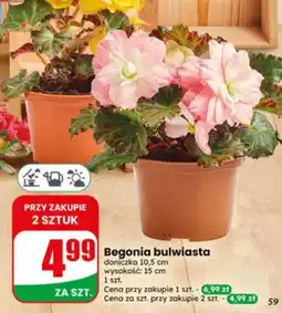 Dino Begonia bulwiasta doniczka 10,5cm wysokość 15cm oferta