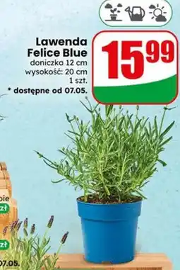 Dino Lawenda Felice Blue doniczka 12cm wysokość 20cm oferta