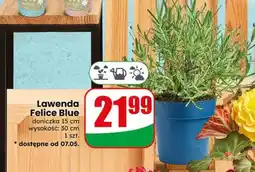 Dino Lawenda Felice Blue doniczka 15cm wysokość 30cm oferta