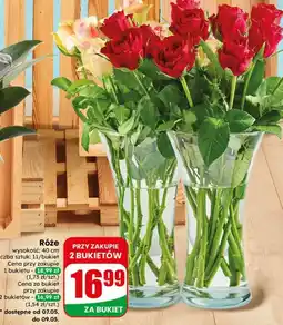 Dino Róże oferta
