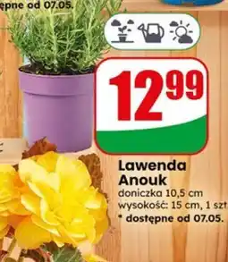 Dino Lawenda Anouk oferta