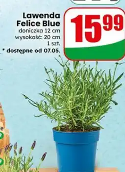 Dino Lawenda Felice Blue oferta