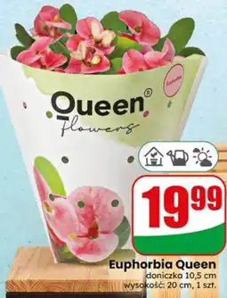 Dino Euphorbia Queen oferta