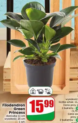 Dino Filodendron Green Princess oferta