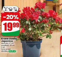 Dino Krzew Azalia Japonica oferta