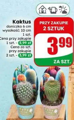 Dino Kaktus oferta
