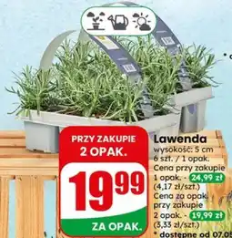 Dino Lawenda oferta