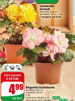 Dino Begonia bulwiasta oferta