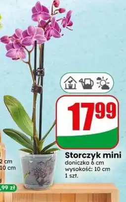 Dino Storczyk mini oferta