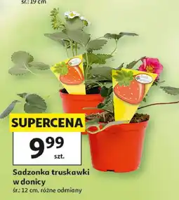 Auchan Sadzonki truskawek oferta