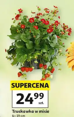 Auchan Truskawka w misie 19 cm oferta